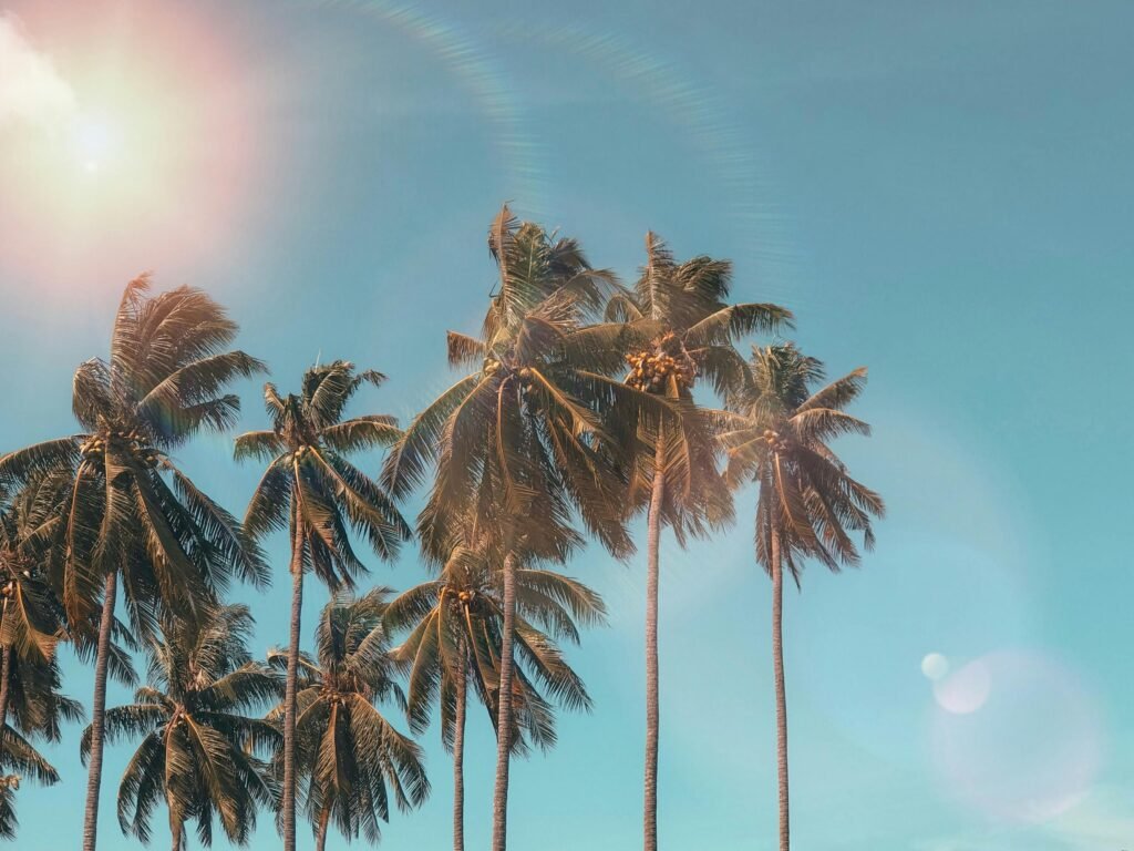 Idyllic palm trees with sun flare against a clear blue sky, evoking a tropical summer vibe.